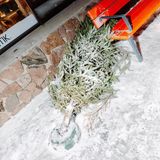 Umgefallener Tannenbaum im - Weihnachtsmanndorf