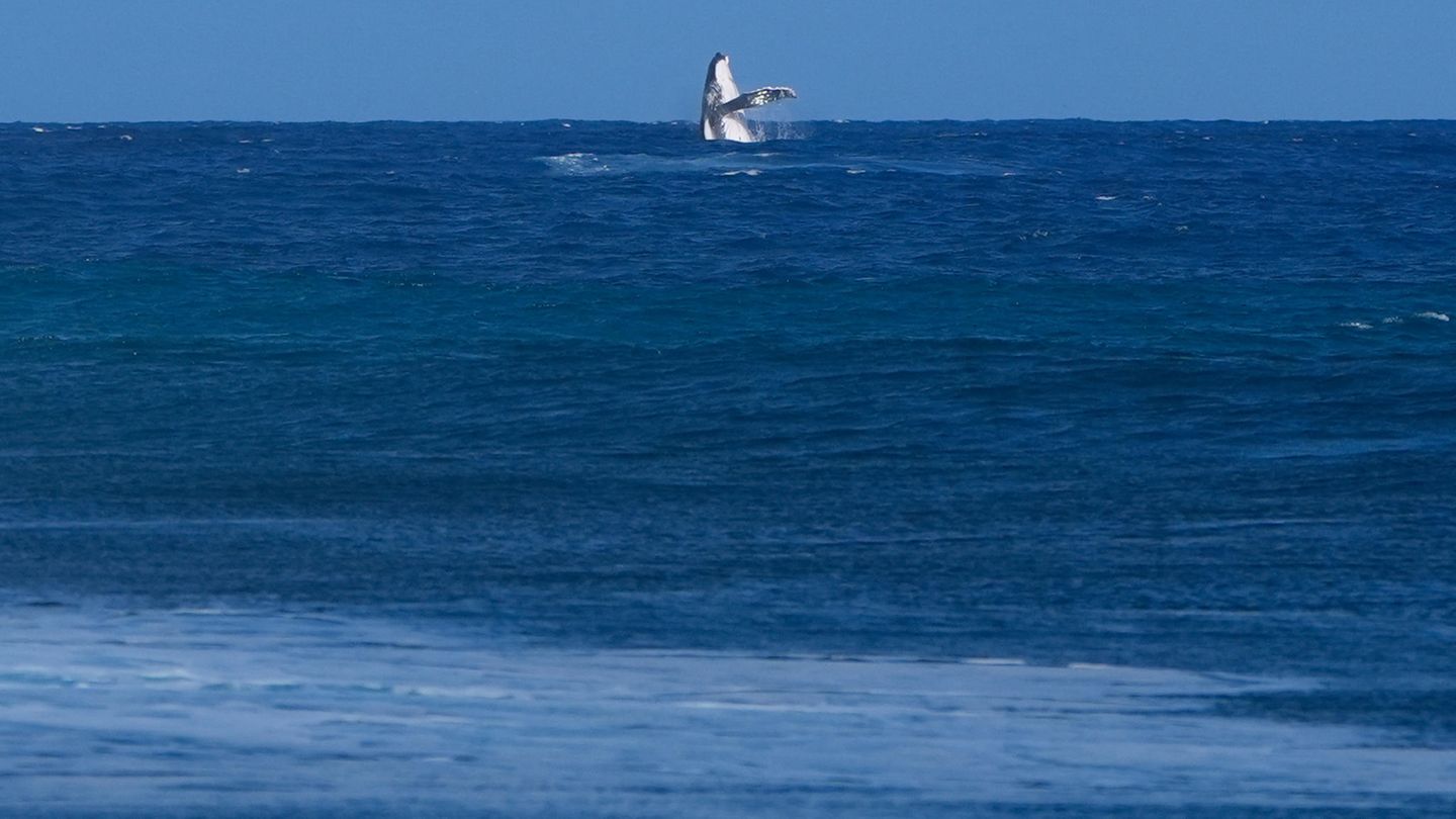 Ein Buckelwal springt im Meer vor Tahiti aus dem Wasser