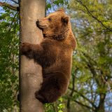 Ein Braunbär klettert an einem Baumstamm empor