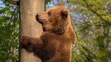 Ein Braunbär klettert an einem Baumstamm empor