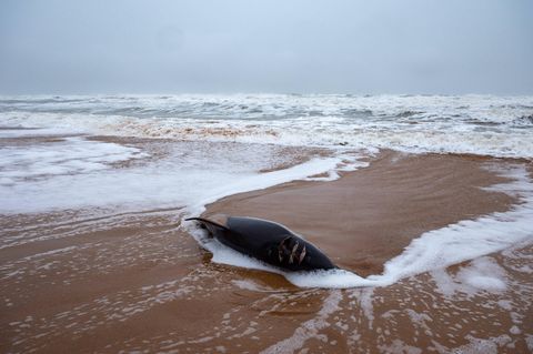 Ein toter Delfin an einem Strand
