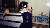 Clintons KAter Socks auf einem Kaminsims