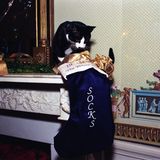 Clintons KAter Socks auf einem Kaminsims