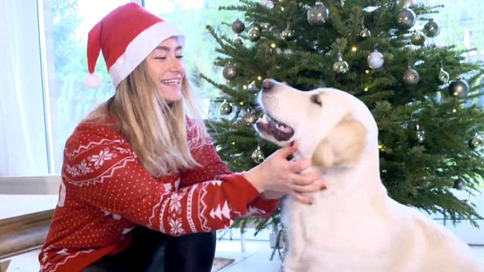 Für Sie zählen Haustiere auch als Familienmitglieder? Sehen Sie im Video, wie Sie Vierbeinern an Weihnachten etwas Gutes tun können.