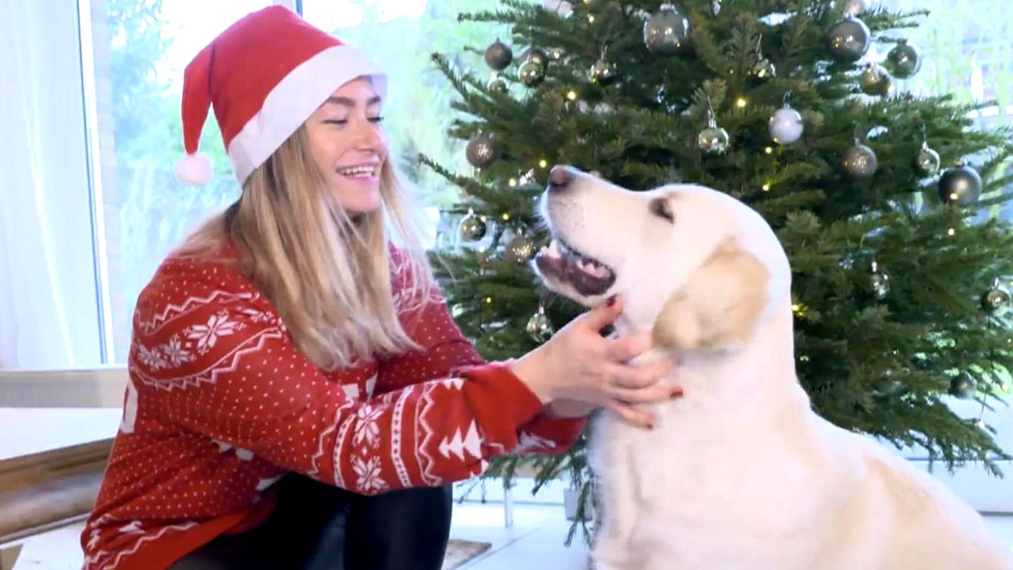 Last Minute Ideen: Das sind die besten Weihnachtsgeschenke für Haustiere