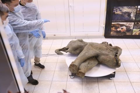 In Sibirien entdecktes Baby-Mammut