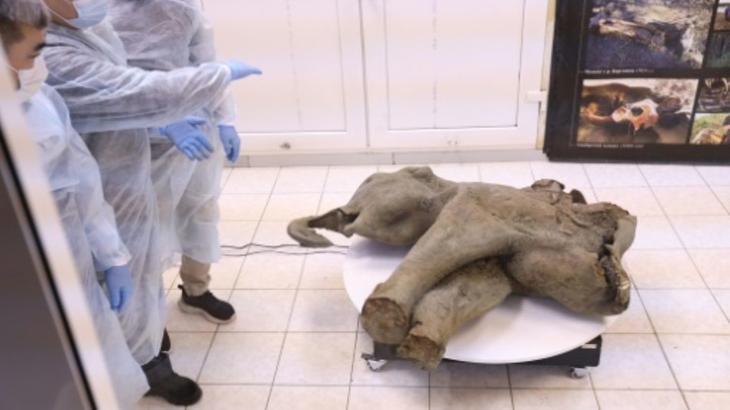 In Sibirien entdecktes Baby-Mammut