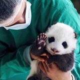 Kleiner Panda