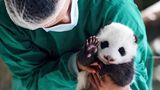 Kleiner Panda