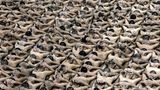 Hunderte Menschen sitzen auf dem Boden aufgereiht, um in Haft gebracht zu werden