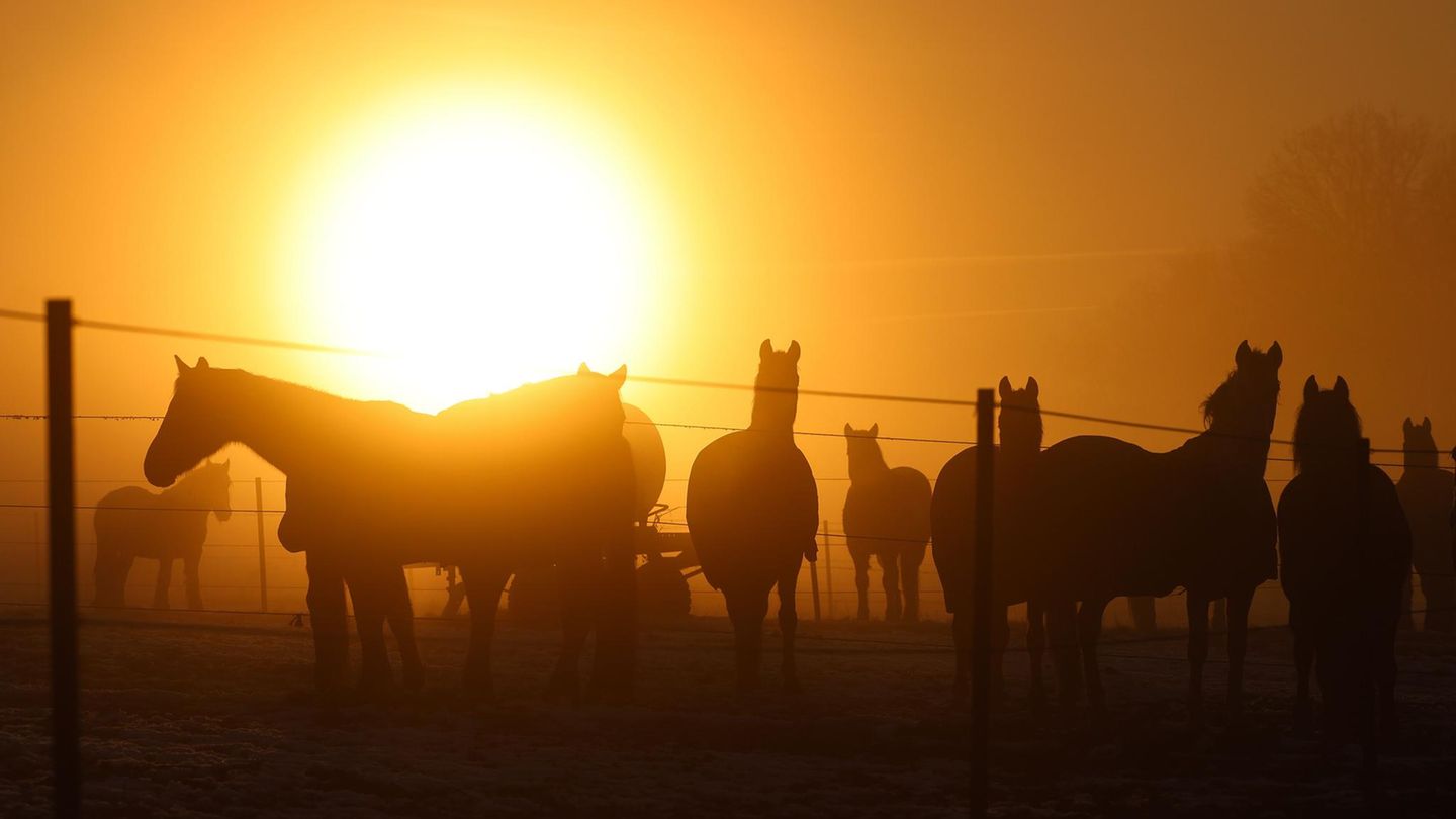 Die Sonne dringt schwer durch den Nebel hinter Pferden auf der Weide