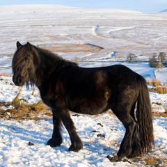 Ein schwarzes Pony steht auf einem verschneiten Feld