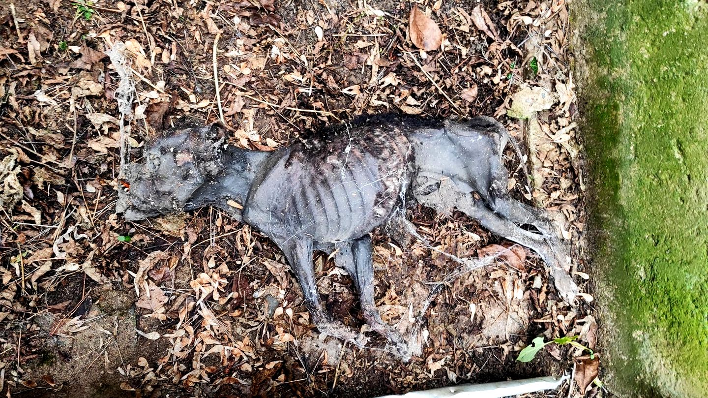 Die Polizei entdeckte verendete und vernachlässigte Tiere
