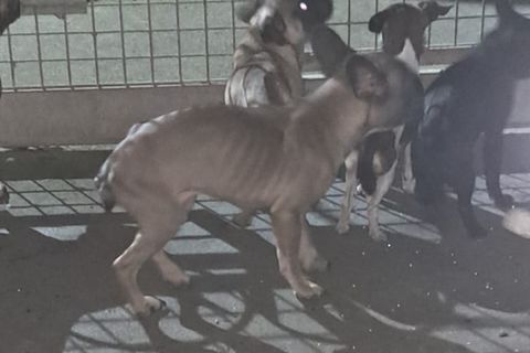 Diese Hunde überlebten. Andere Tiere wurden tot aufgefunden