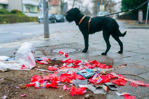 Silvester: Ein Hund steht hinter Böllerresten