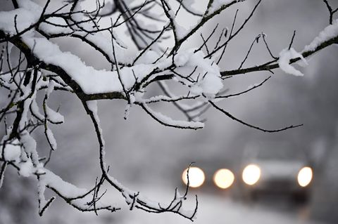 Schnee auf einem Baum