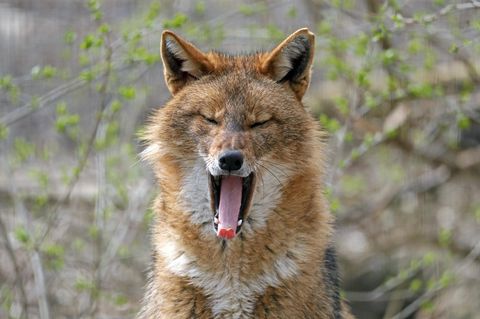 Der Golfschakal (Canis aureus) gilt als invasive Art