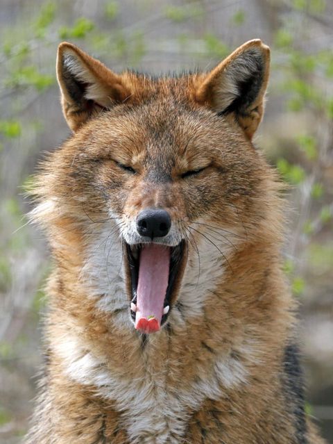 Der Golfschakal (Canis aureus) gilt als invasive Art