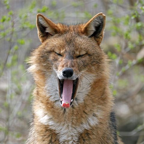 Der Golfschakal (Canis aureus) gilt als invasive Art