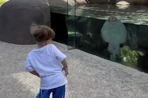 Zweijähriger Junge tanzt mit Rochen – und begeistert das Internet (Video)