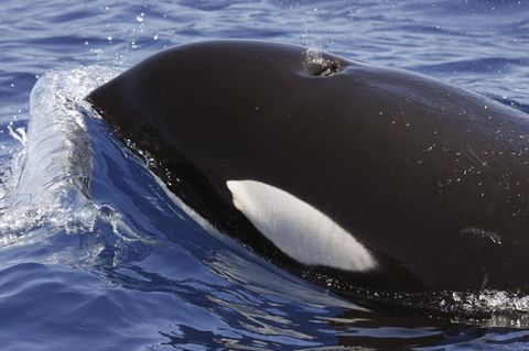 Ein Orca taucht aus dem Atlantik vor Lanzarote auf und holt Luft