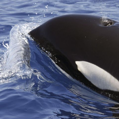 Ein Orca taucht aus dem Atlantik vor Lanzarote auf und holt Luft