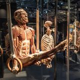 Gunther von Hagens Turner