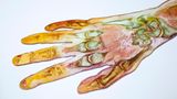 Gunther von Hagens Hand Längsschnitt
