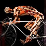 Gunther von Hagens Radfahrer