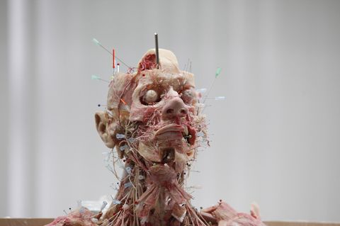 Gunther von Hagens Plastination
