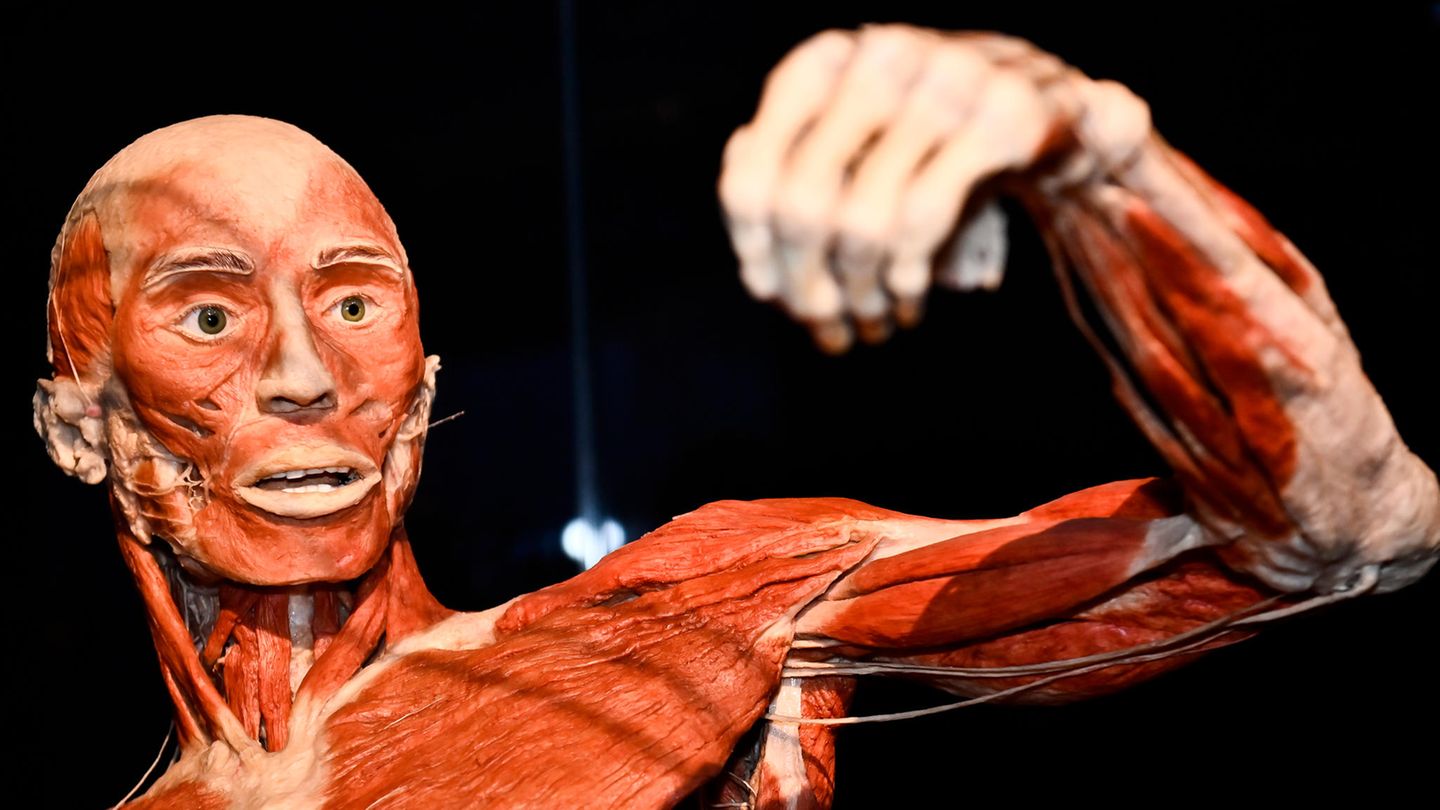 Gunther von Hagens Football-Spieler Gunther von Hagens Football-Spieler