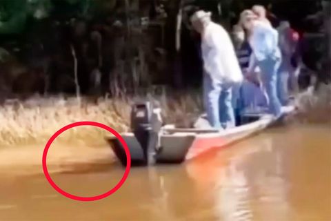 Beängstigende Szene: Touristen entgehen nur knapp einer Krokodil-Attacke