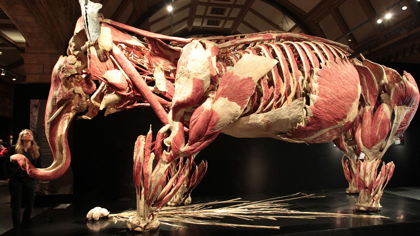 Gunther von Hagens Gunther von Hagens