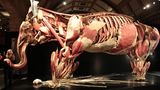 Gunther von Hagens