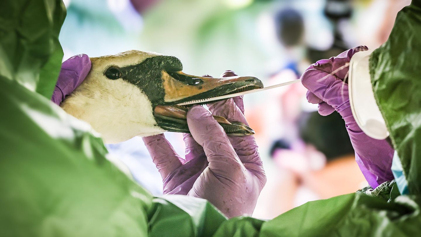 Vogelgrippe-Erstmals-Mensch-in-USA-nach-Infektion-gestorben