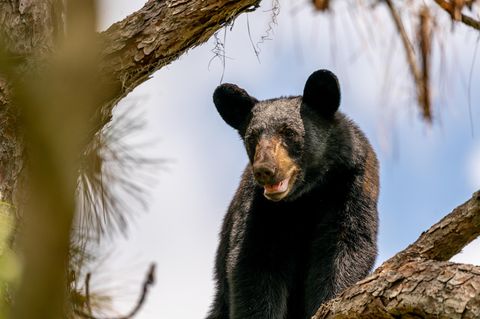 Schwarzbär in einem Zoo in Florida