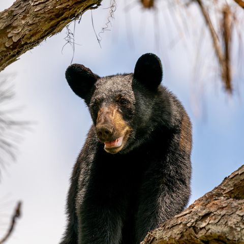 Schwarzbär in einem Zoo in Florida