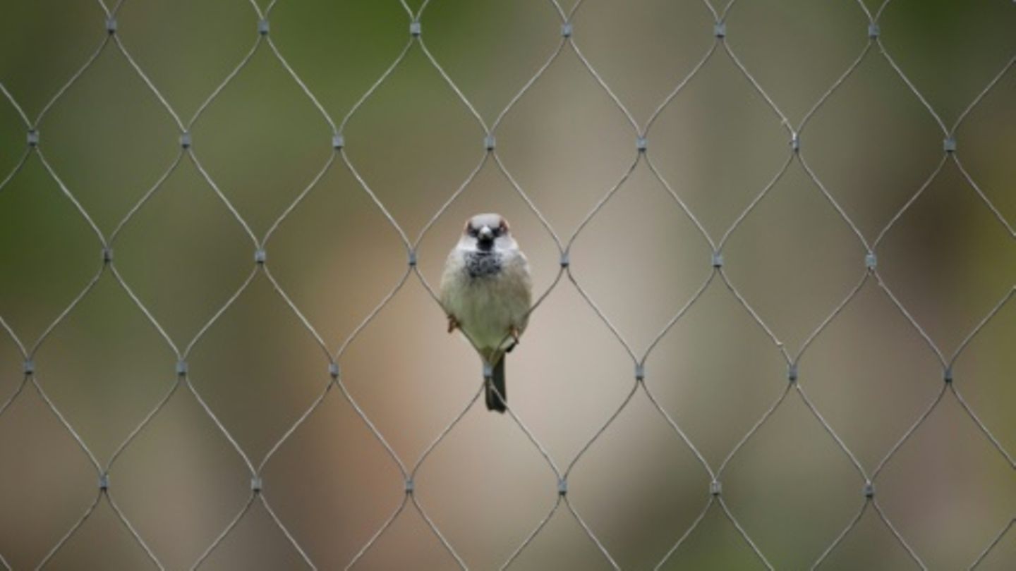 Spatz in einem Zaun