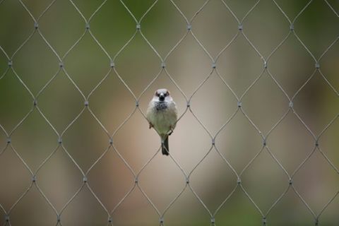 Spatz in einem Zaun