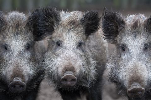 Drei Wildschweine schauen in die Kamera