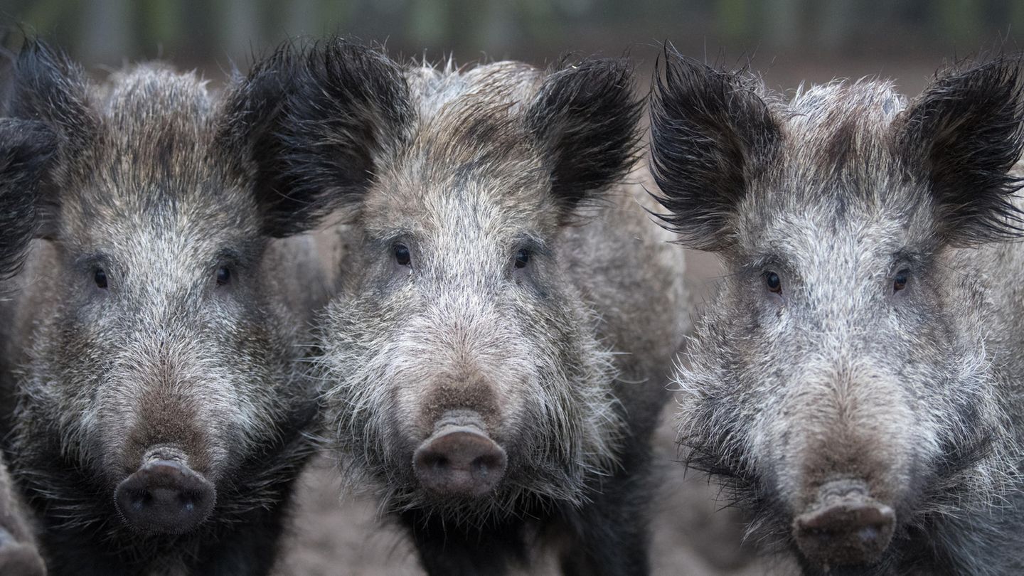 Drei Wildschweine schauen in die Kamera