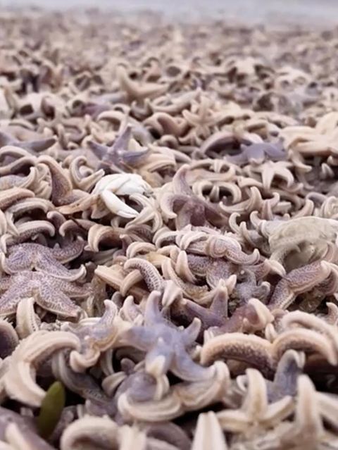 Sylt bietet an seinen Stränden momentan einen traurigen Anblick. Nach dem stürmischem Wetter bedecken unzählige Seesterne den Sand. Die Tiere verenden dort.