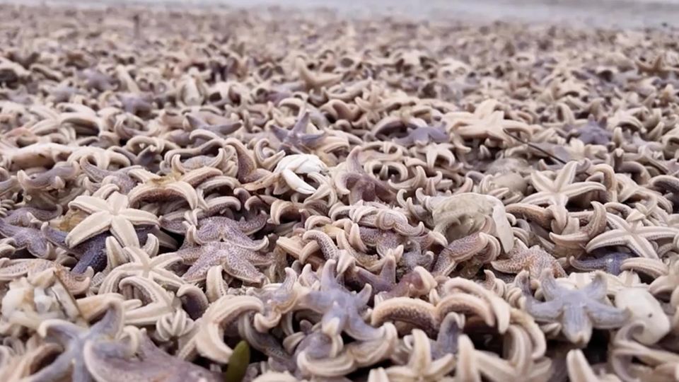 Sylt bietet an seinen Stränden momentan einen traurigen Anblick. Nach dem stürmischem Wetter bedecken unzählige Seesterne den Sand. Die Tiere verenden dort.