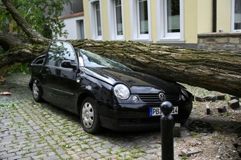 Umgestürzter Baum auf Auto