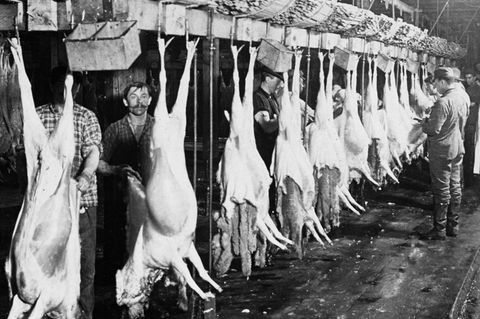 Altes Bild vom Schlachten