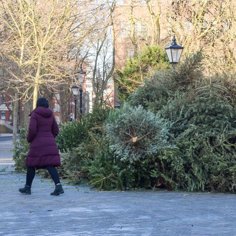 Weihnachtsbäume liegen auf der Straße