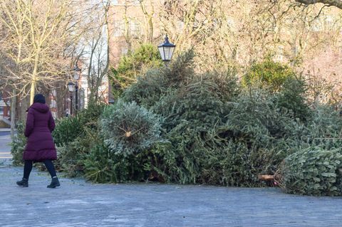 Weihnachtsbäume liegen auf der Straße