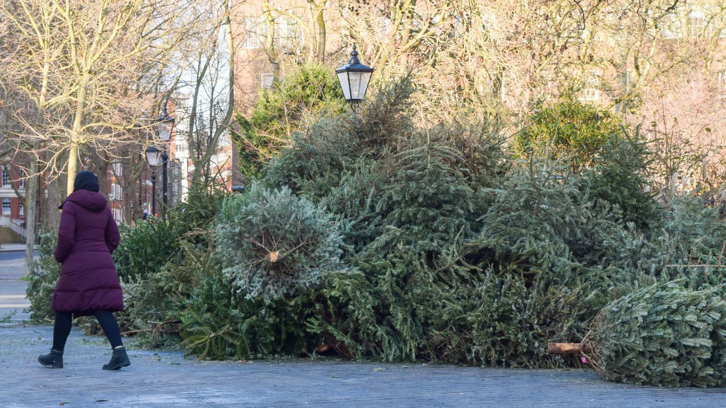 Weihnachtsbäume liegen auf der Straße