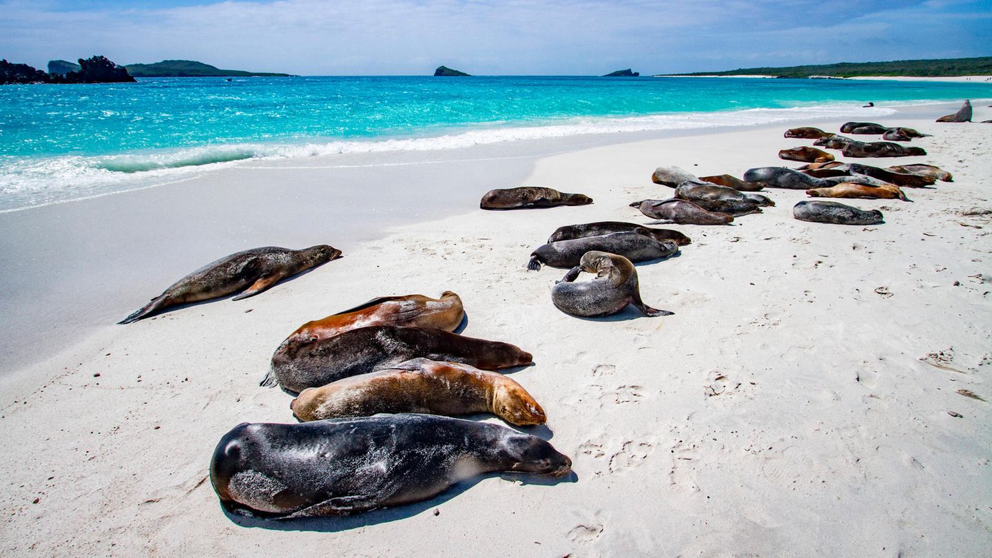 Galápagos-Inseln Galapagos-Inseln
