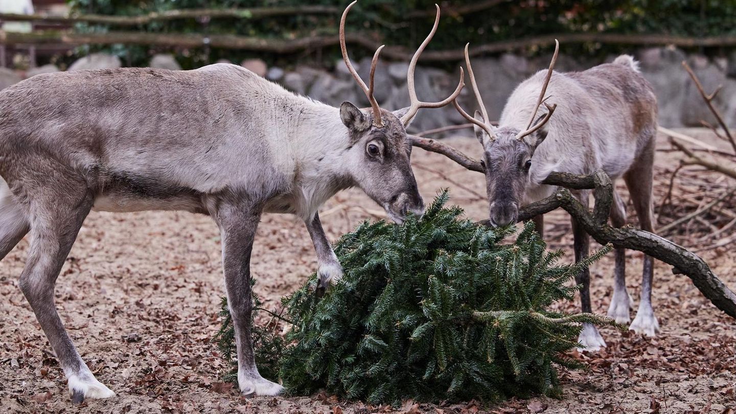 Im Berliner Zoo werden Weihnachtsbäume nach den Feiertagen unter anderem an Rentiere verfüttert